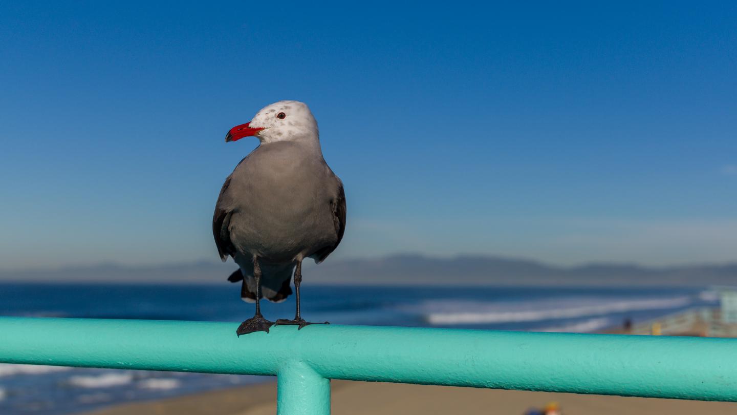 The Morning the Seagull Didn't Take Flight